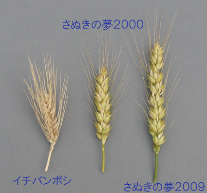 小麦と大麦 木下製粉株式会社