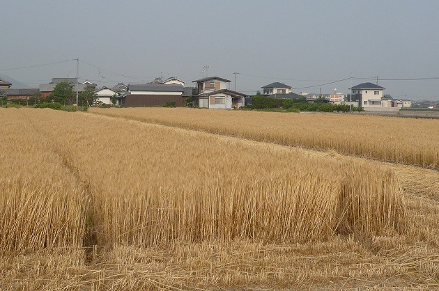 中村さんの圃場@2012.06.01