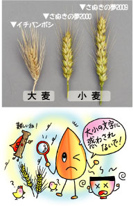 大麦と小麦の画像